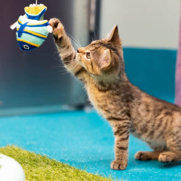 Understanding Cat Behavior and How Treats Influence Training, Bonding, and Trust