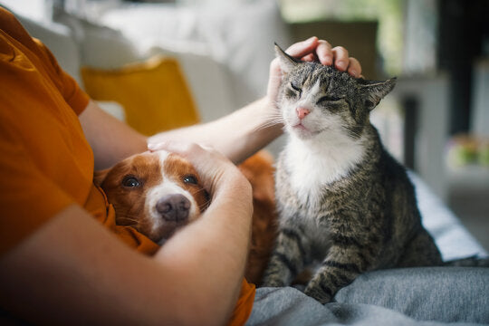 Healthy Dog & Cat Treats: What Every Pet Owner Should Know