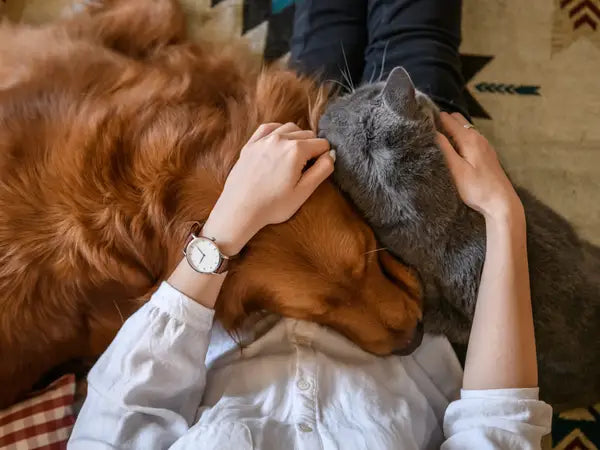 The Role of Treats in Training and Building Stronger Bonds