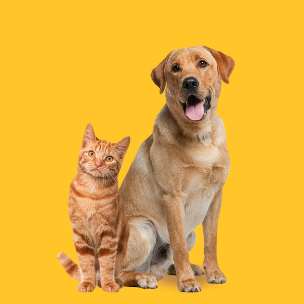 Why Treat Variety Matters for Cats and Dogs