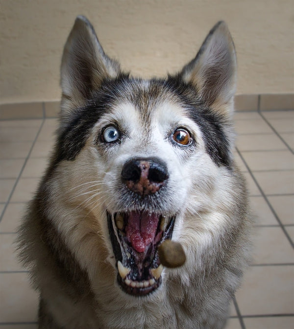 Best Dog Treats for Training: Reward Your Pup the Right Way