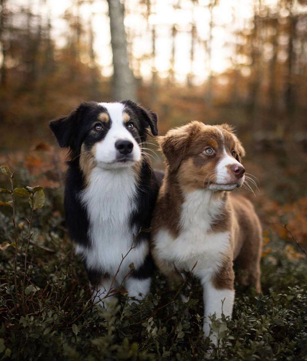 Grain-Free Dog Treats: Are They Better for Your Pet?