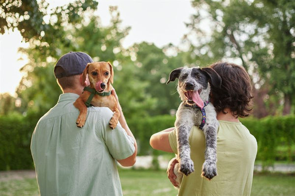 How Pet Treats Strengthen the Bond Between Owners and Their Dogs