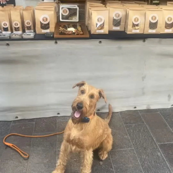 How Treats Strengthen Your Bond with Your Dog