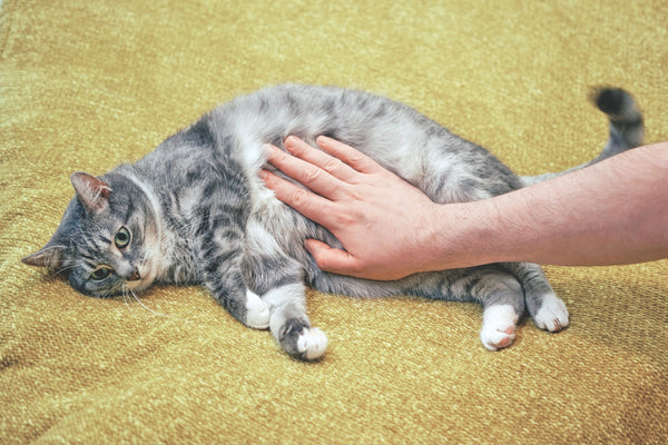 How to Build a Healthy Treat Routine for Your Cat Without Overfeeding