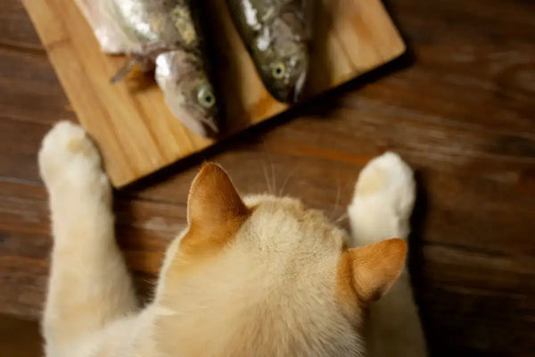 Why Fish Based Cat Treats Are the Ultimate Favorite for Most Cats