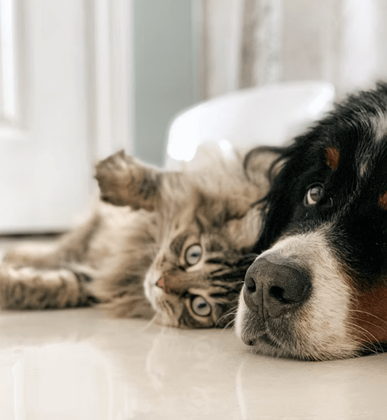The Importance of Healthy Pet Treats for Your Pet’s Well-Being