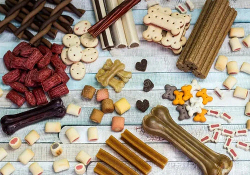 How Pet Treats Fit Into a Complete Healthy Lifestyle