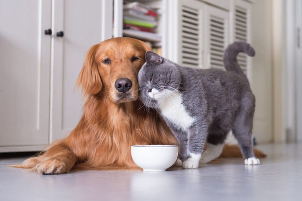 Why Natural Dog Treats Are Better Than Processed Snacks