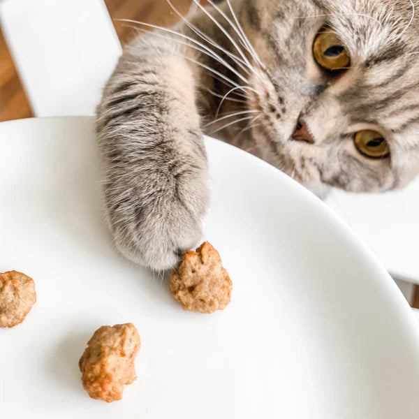 Best Cat Treats for Picky Eaters That Actually Work