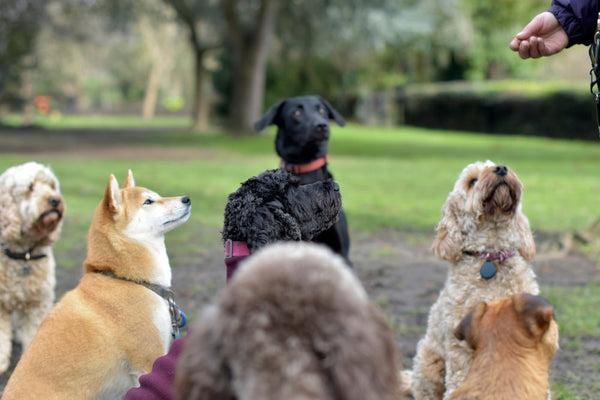 How Pet Treats Affect Behavior and Discipline