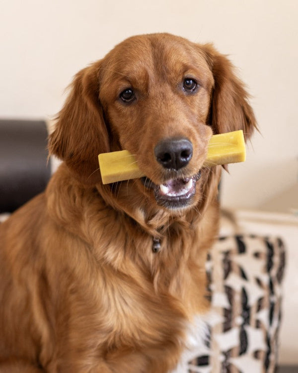 The Hidden Benefits of Chew Treats for Dogs and Cats