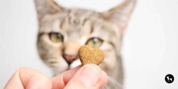 Healthy Pet Treats Matter for Long Term Wellness