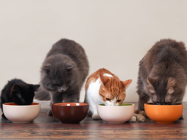 The Complete Guide to Safe and Healthy Treat Feeding for Cats of All Ages