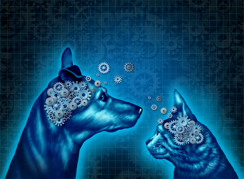 The Connection Between Pet Treats and Positive Reinforcement Psychology