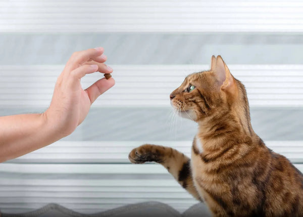 How to Train Your Cat Using Treat Rewards Effectively