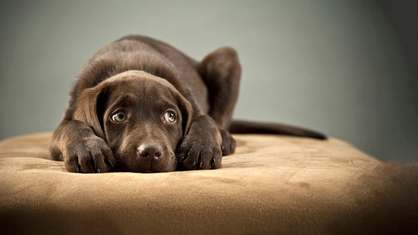 The Role of Pet Treats in Reducing Anxiety and Stress