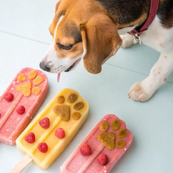 Seasonal Pet Treats and When to Use Them