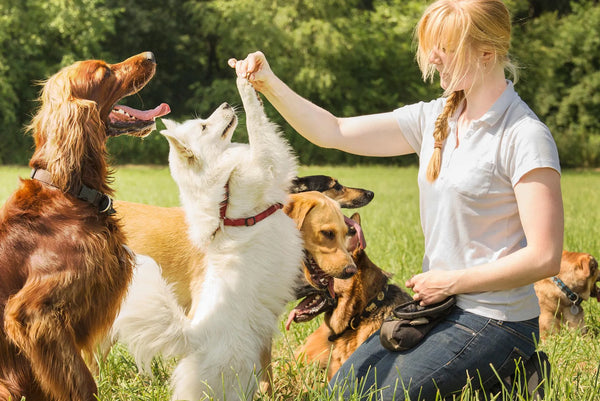 The Science Behind Dog Treats and How They Affect Behavior, Health, and Training Success