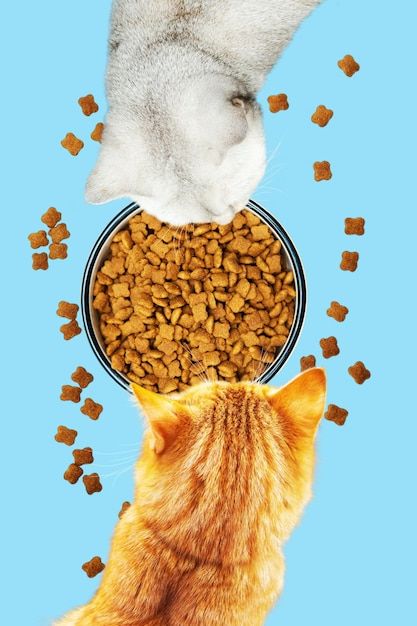 Rotational Treat Feeding: Why Variety Matters