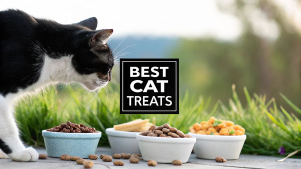 How to Choose the Best Cat Treats