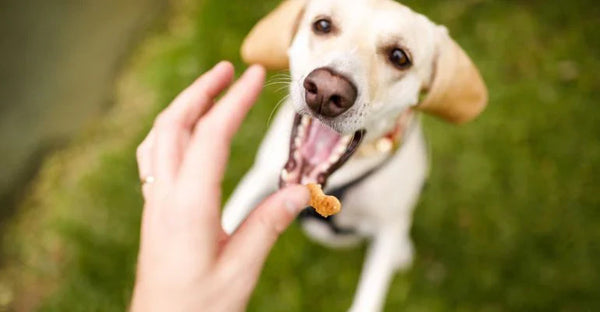 How Often Should You Give Your Pet Treats? Finding the Right Balance
