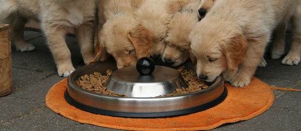 How Often Should You Give Treats to Your Pets Without Overfeeding