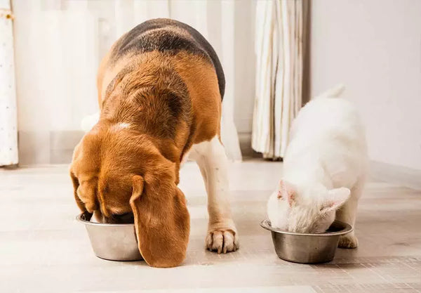 Understanding Food Sensitivities in Pets and Choosing the Right Treats