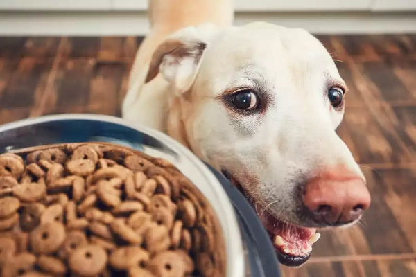 The Importance of High Protein Dog Treats for Active Pets