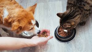 Signs You're Feeding Your Pet the Wrong Treats