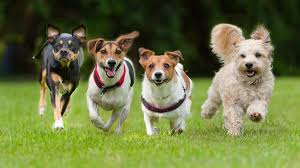 Choosing the Best Pet Treats for Your Pet’s Personality