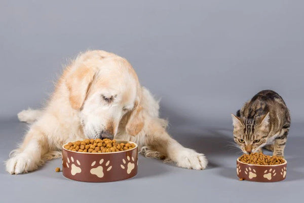 Understanding Ingredient Labels in Pet Treats