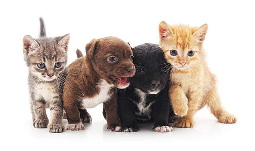 How Pet Treats Support Early Puppy and Kitten Development