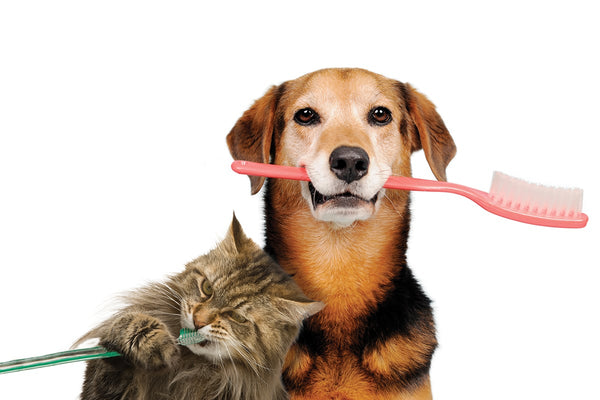 How Pet Treats Influence Dental Health in Dogs and Cats