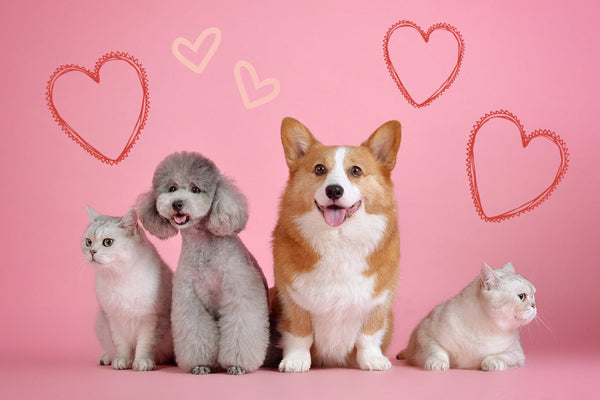 Using Treats to Enrich Your Pet’s Daily Life