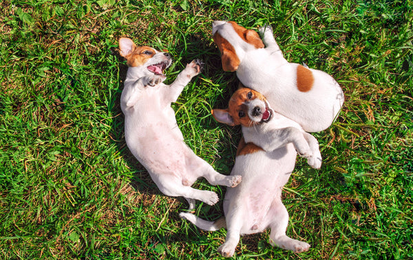 How Treats Can Help Improve Social Behavior in Pets