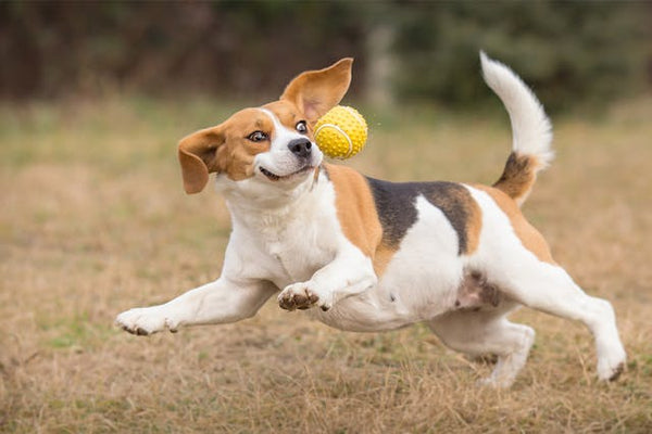 The Role of Dog Treats in Preventing Behavioral Problems and Improving Obedience